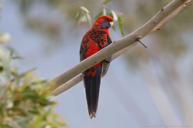 Rosela Pennantova (Platycercus elegans) Rosela Pennantova (Platycercus elegans)