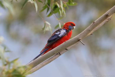 Rosela Pennantova (Platycercus elegans) Rosela Pennantova (Platycercus elegans)