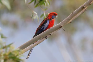Rosela Pennantova (Platycercus elegans) Rosela Pennantova (Platycercus elegans)