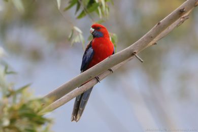 Rosela Pennantova (Platycercus elegans) Rosela Pennantova (Platycercus elegans)