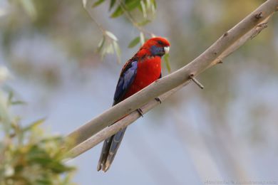 Rosela Pennantova (Platycercus elegans) Rosela Pennantova (Platycercus elegans)