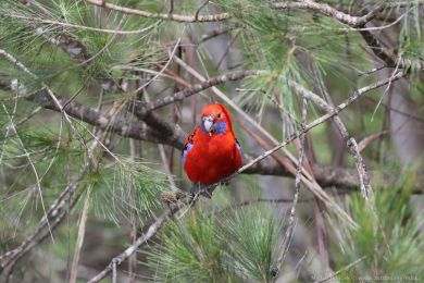 Rosela Pennantova (Platycercus elegans) Rosela Pennantova (Platycercus elegans)