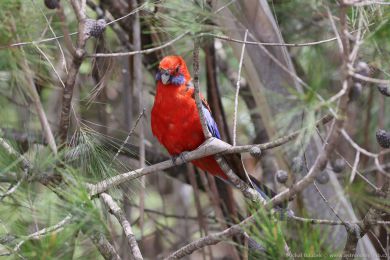 Rosela Pennantova (Platycercus elegans) Rosela Pennantova (Platycercus elegans)