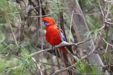 Rosela Pennantova (Platycercus elegans) Rosela Pennantova (Platycercus elegans)