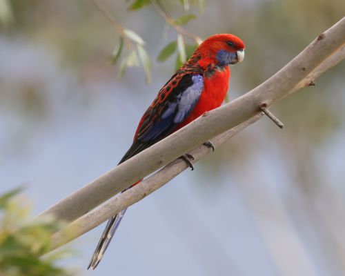 Rosela Pennantova (Platycercus elegans)