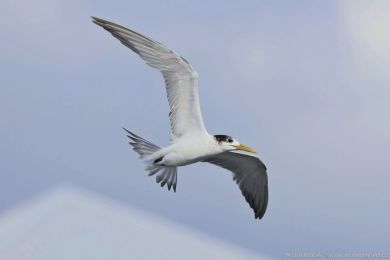 Rybák chocholatý (Thalasseus bergii)