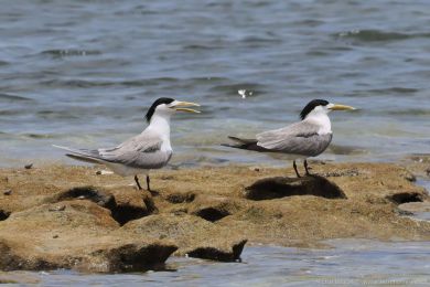 Rybák chocholatý (Thalasseus bergii)