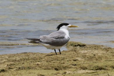 Rybák chocholatý (Thalasseus bergii)