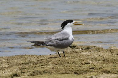Rybák chocholatý (Thalasseus bergii)