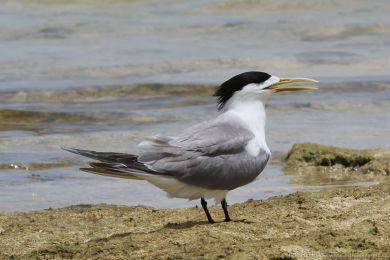 Rybák chocholatý (Thalasseus bergii)