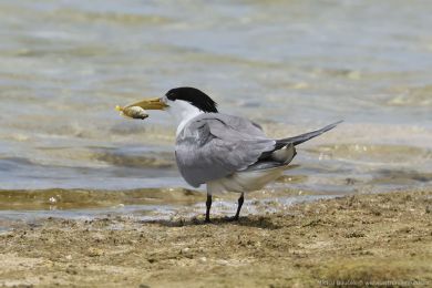 Rybák chocholatý (Thalasseus bergii)