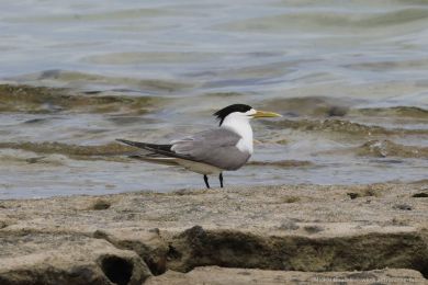 Rybák chocholatý (Thalasseus bergii)