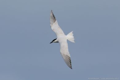 Rybák dlouhonohý (Gelochelidon macrotarsa)