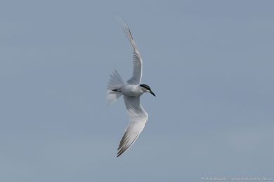 Rybák dlouhonohý (Gelochelidon macrotarsa)