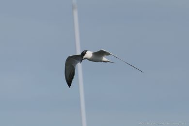 Rybák dlouhonohý (Gelochelidon macrotarsa)