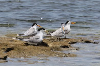 Rybák oranžovozobý (Thalasseus bengalensis) Rybák oranžovozobý (Thalasseus bengalensis)