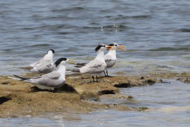 Rybák oranžovozobý (Thalasseus bengalensis) Rybák oranžovozobý (Thalasseus bengalensis)