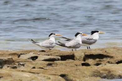 Rybák oranžovozobý (Thalasseus bengalensis) Rybák oranžovozobý (Thalasseus bengalensis)
