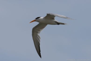 Rybák oranžovozobý (Thalasseus bengalensis) Rybák oranžovozobý (Thalasseus bengalensis)