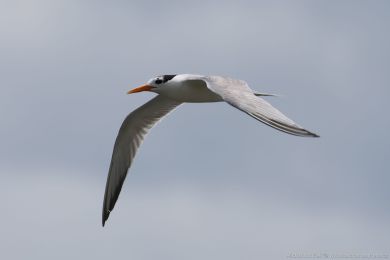 Rybák oranžovozobý (Thalasseus bengalensis) Rybák oranžovozobý (Thalasseus bengalensis)