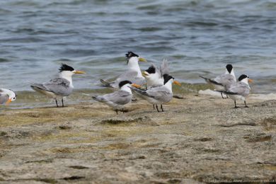 Rybák oranžovozobý (Thalasseus bengalensis) Rybák oranžovozobý (Thalasseus bengalensis)