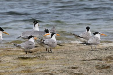 Rybák oranžovozobý (Thalasseus bengalensis) Rybák oranžovozobý (Thalasseus bengalensis)