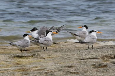 Rybák oranžovozobý (Thalasseus bengalensis) Rybák oranžovozobý (Thalasseus bengalensis)