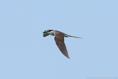 Rybák uzdikový (Onychoprion anaethetus)