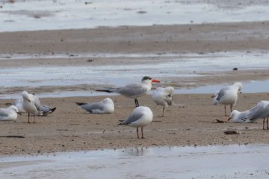 Rybák velkozobý (Hydroprogne caspia)