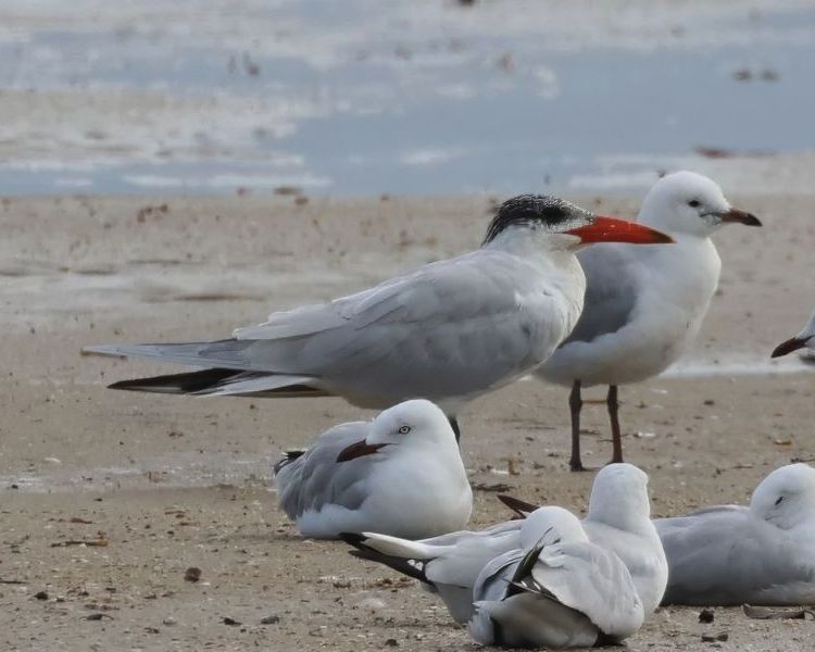 Rybák velkozobý (Hydroprogne caspia)