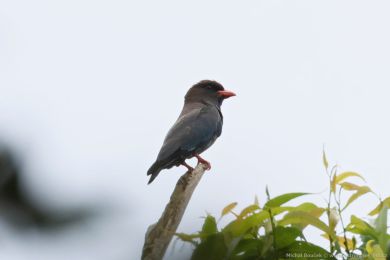 &Scaron;&iacute;rozobec v&yacute;chodn&iacute; (Eurystomus orientalis)