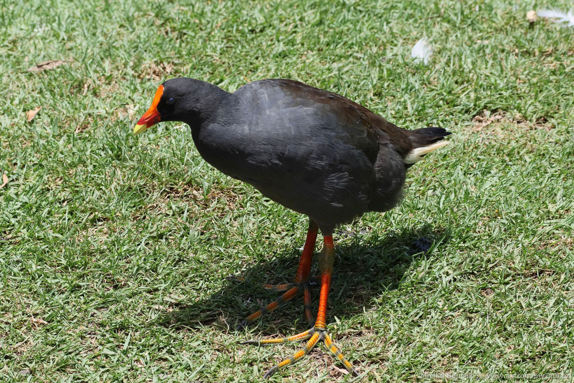 Slípka tmavá (Gallinula tenebrosa)