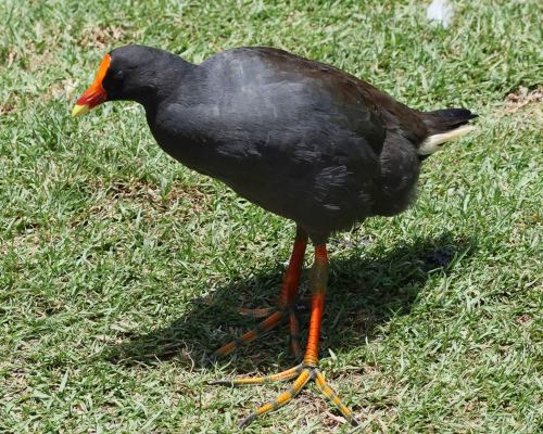 Slípka tmavá (Gallinula tenebrosa)