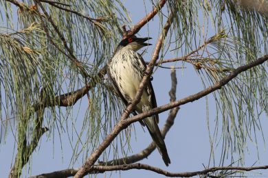 Špaek lesklý (Aplonis metallica)