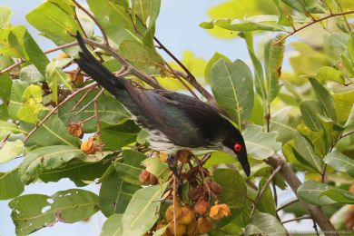Špaek lesklý (Aplonis metallica)