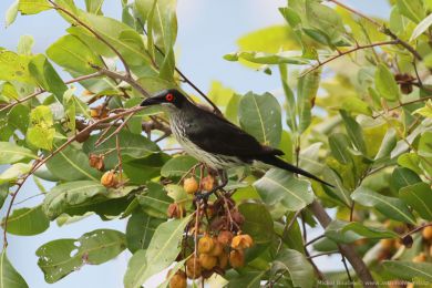 Špaek lesklý (Aplonis metallica)