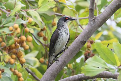 Špaek lesklý (Aplonis metallica)