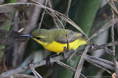 Strdimil olivohbetý (Cinnyris jugularis)