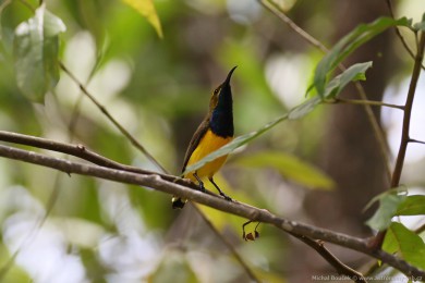 Strdimil olivohbetý (Cinnyris jugularis)