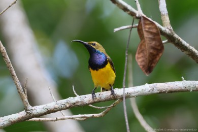 Strdimil olivohbetý (Cinnyris jugularis)