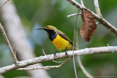 Strdimil olivohbetý (Cinnyris jugularis)