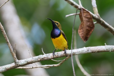 Strdimil olivohbetý (Cinnyris jugularis)