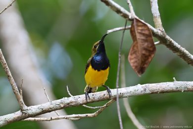 Strdimil olivohbetý (Cinnyris jugularis)