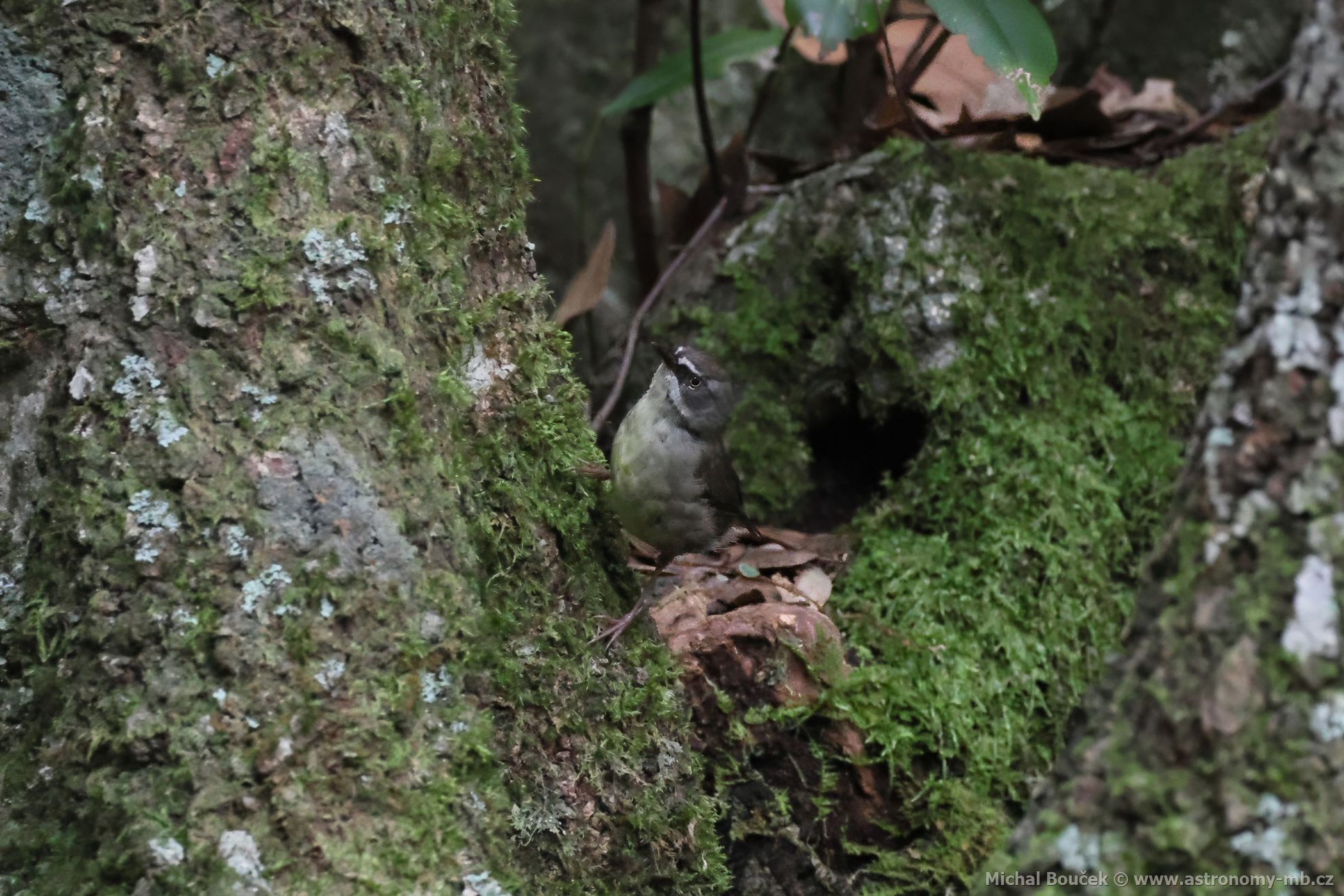 Stízlíkovec blobrvý (Sericornis frontalis)