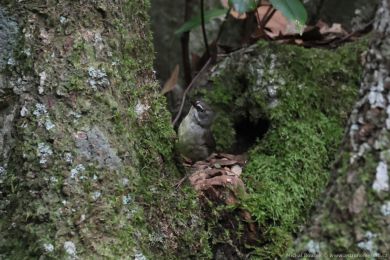 Stízlíkovec blobrvý (Sericornis frontalis)