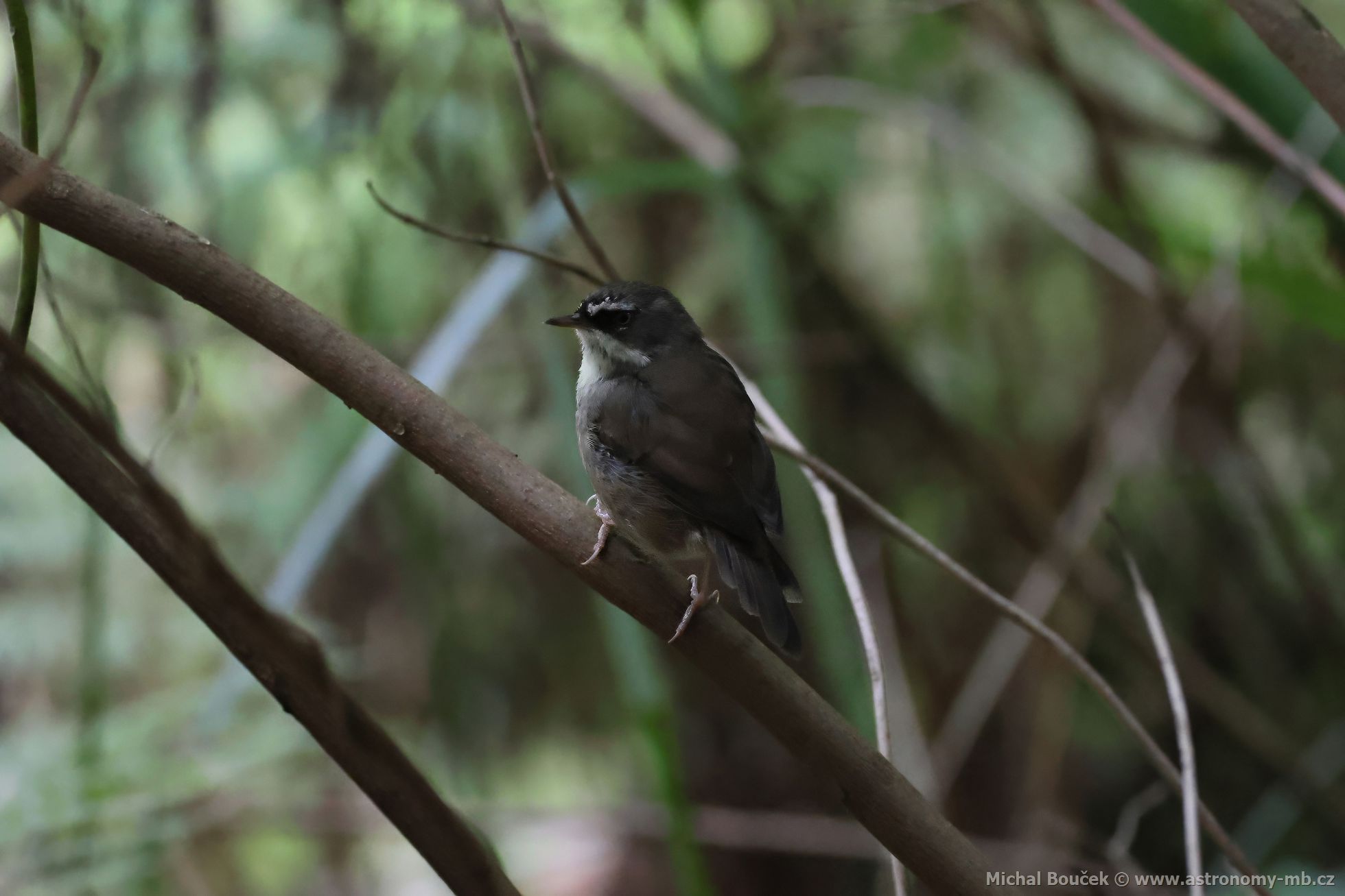 Stízlíkovec blobrvý (Sericornis frontalis)