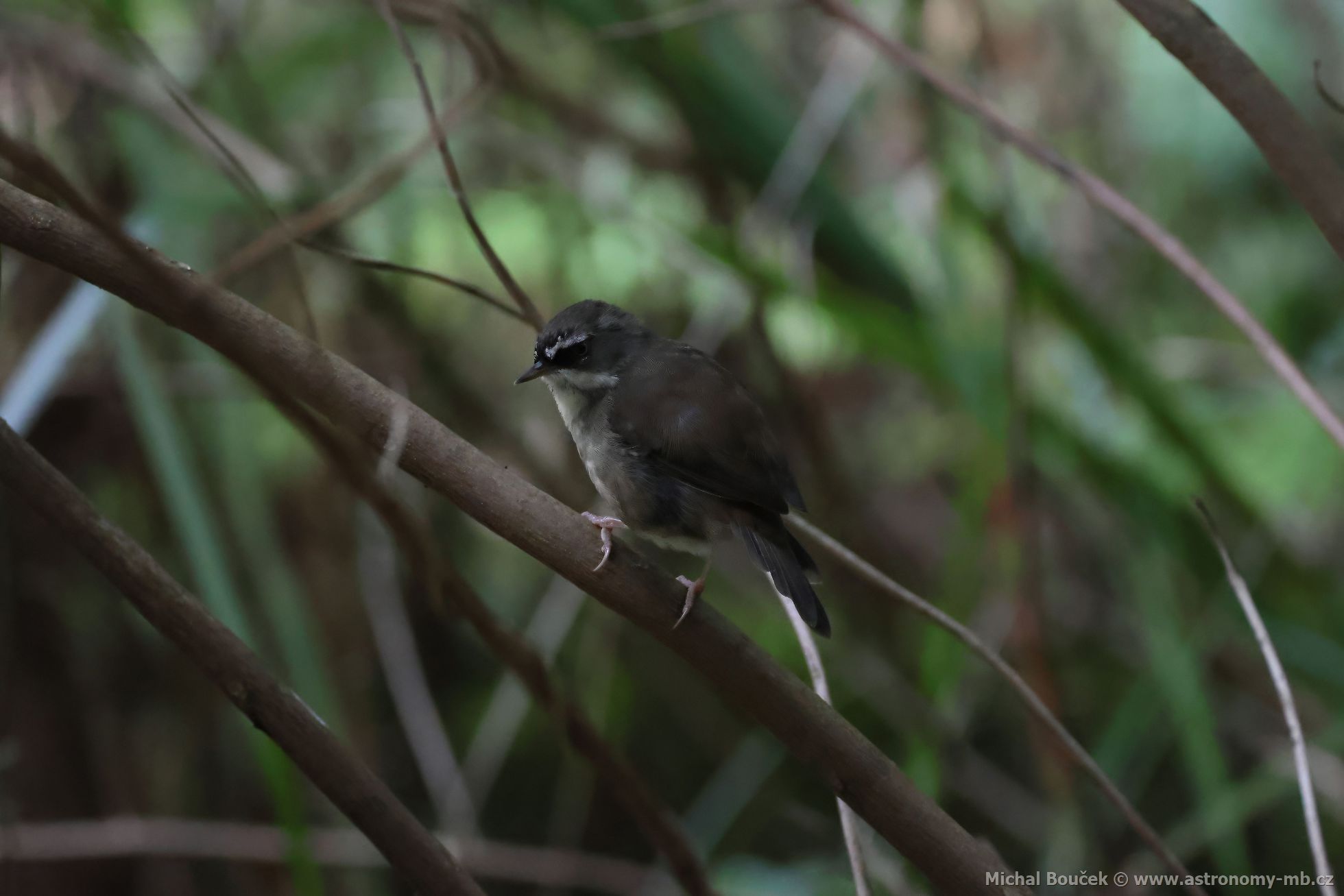 Stízlíkovec blobrvý (Sericornis frontalis)