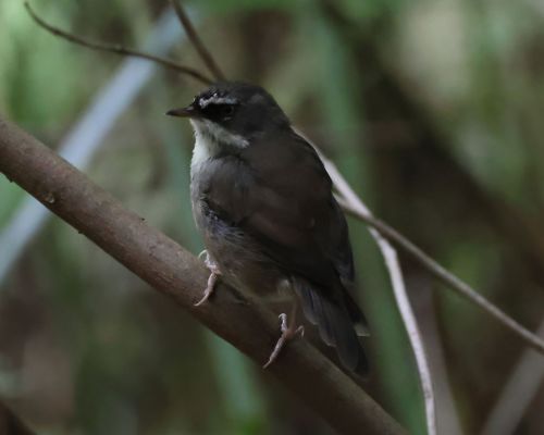 Stízlíkovec blobrvý (Sericornis frontalis)