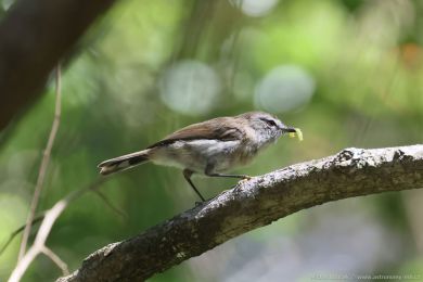 Stízlikovec hndý (Gerygone mouki)