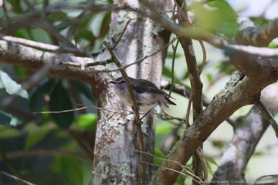 Stízlikovec hndý (Gerygone mouki)